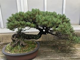 Image result for Bonsai Pine Tree