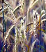 Image result for Israel Shavuot