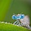 Image result for Live Macro Photography