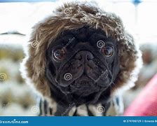 Image result for Pug Black Orange Eyes