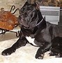 Image result for Gladiator Dog