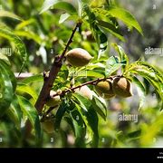 Image result for French Peach Orchard