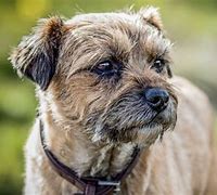 Image result for Terrier Dog Breeds List