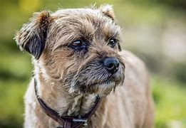 Image result for Different Terrier Breeds