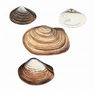 Image result for Clam Shell in Square Pixels