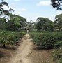 Image result for Coffee Farm Long