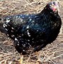 Image result for Java Chicken Breeders