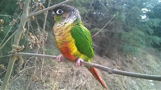 Image result for Conure Bird Pic