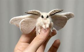 Image result for Pretty Moth Species