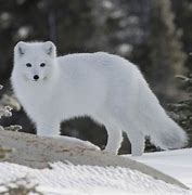 Image result for Tundra Biome Arctic Fox