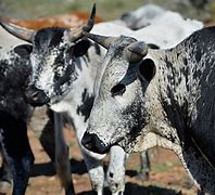 Image result for Nguni Babies