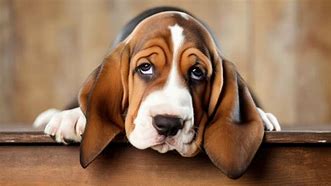 Image result for Sorry Dog Face