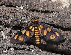 Image result for Australian Moth