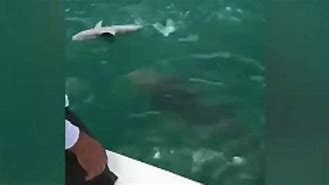 Image result for Shark Eating a Human