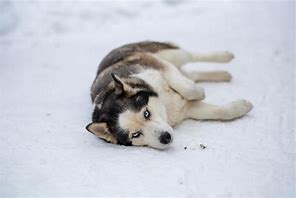 Image result for Snow Husky