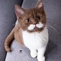 Image result for Smurth Cat