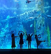 Image result for Xin You Aquarium