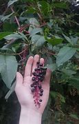 Image result for Poke Berry Plants