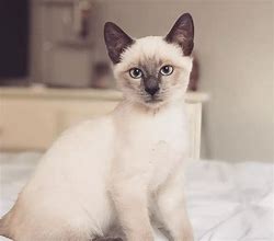 Image result for Siamese Cat Boy