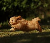 Image result for Jack Bichon Havanese Puppies