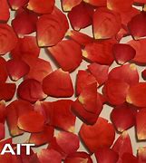 Image result for Red Rose Petals