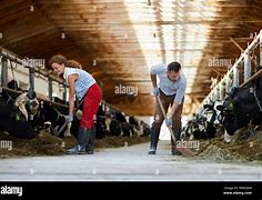 Image result for Feeding Cows Hay