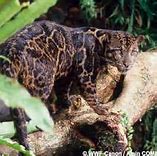 Image result for Borneo Clouded Leopard