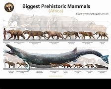 Image result for Prehistoric Mammals