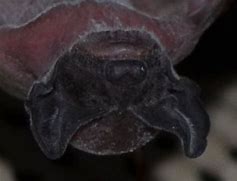 Image result for Mexican Free Tail Bat with Babies