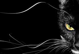 Image result for Black Cat with Shades