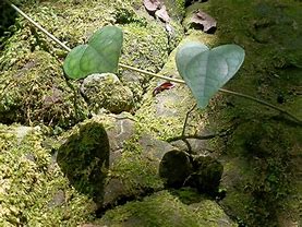 Image result for Greenheart Tree Leaf