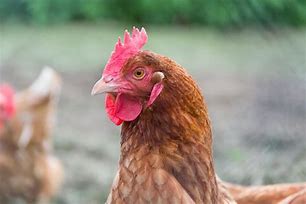 Image result for Poultry Pictues