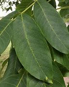 Image result for Walnut Tree ID