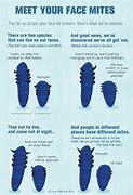 Image result for Mites That Live On Your Face