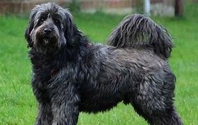 Image result for Tibetan Terrier Dog Breed