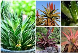 Image result for Kinds of Aloe Vera Plants