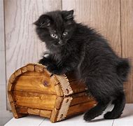 Image result for Small Black Cat in Long Grass