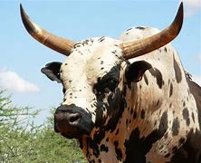 Image result for Nguni Cattle On Beach