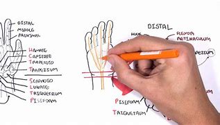 Image result for Volar and Dorsal Hand