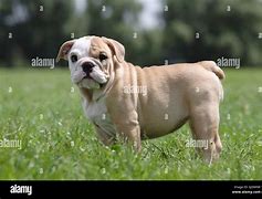 Image result for 12 Week Old English Bulldog Puppy