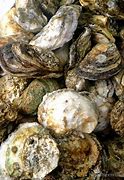 Image result for Beech Mountain Oyster Roast