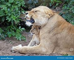 Image result for Lion Protecting Cub Pic