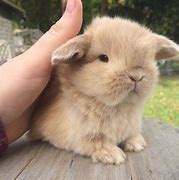 Image result for Cute Baby Bunnies Holland Lop