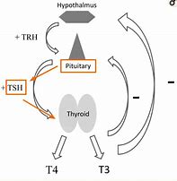 Image result for Tiroides TSH