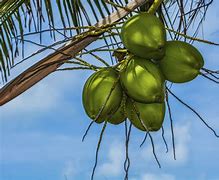 Image result for Coconut Water Electrolytes