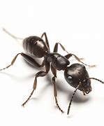 Image result for Ant Face Picture White Backround