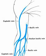 Image result for Veins On Forearm