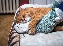 Image result for Cat Spots to Sit and Sleep