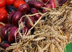 Image result for Wheat Harvest Pic