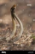 Image result for Bangarus Snake